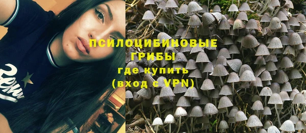 дмт Богданович